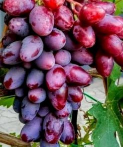 Bibit Anggur Baikonur New Grafting Kalimantan Timur