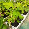 Bibit Anggur Baikonur New Grafting Mataram