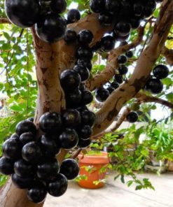 bibit anggur pohon preco Jabotikaba benih tanaman buah bisa untuk tabulampot Tangerang Selatan