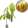 Tanaman Buah Durian Musangking Batam