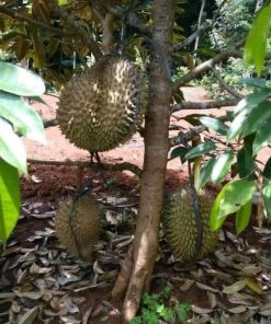 bibit tanaman buah durian bawor kaki 3 cepat berbuah berkualitas unggul Banten