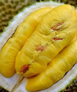 Bibit Durian Musangking Super Unggul Cepat Berbuah Nusa Tenggara Timur