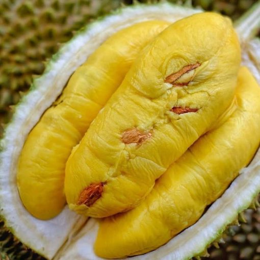 Bibit Durian Musangking Super Unggul Cepat Berbuah Nusa Tenggara Timur