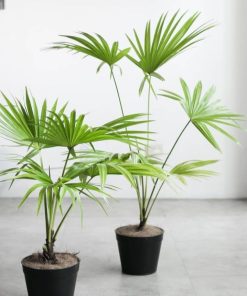 tanaman hias indoor pohon palem livistona Sumatra Utara