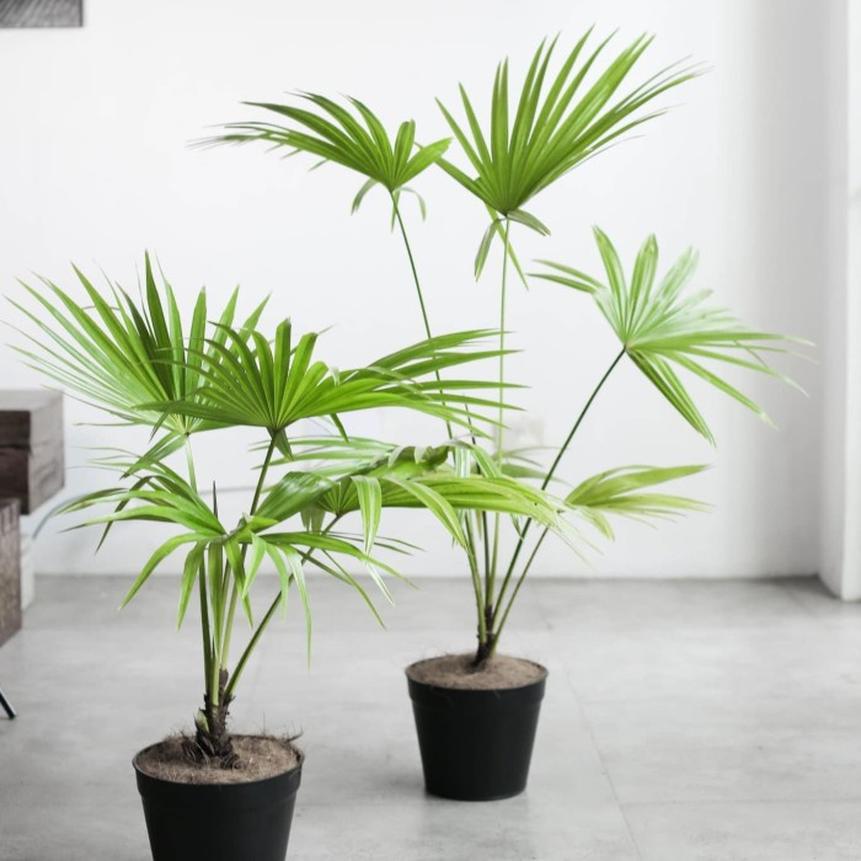 Gambar Produk tanaman hias indoor pohon palem livistona Jawa Barat