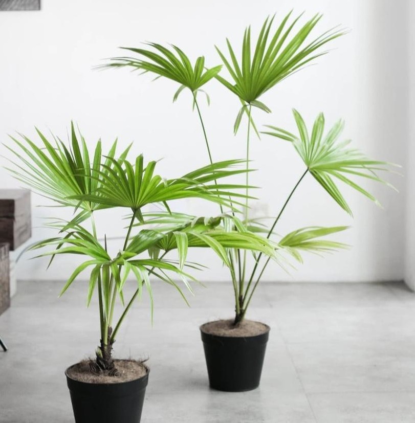 Gambar Produk tanaman hias indoor pohon palem livistona Malang