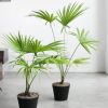 tanaman hias indoor pohon palem livistona Bima