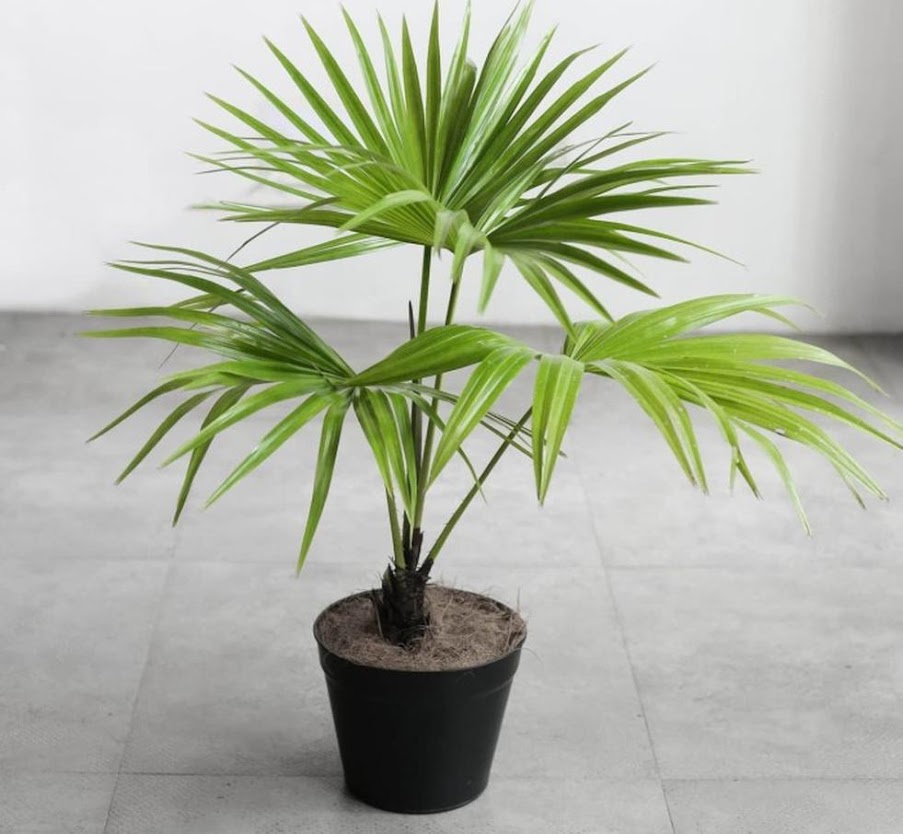 Gambar Produk tanaman hias indoor pohon palem livistona Gorontalo