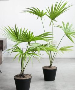 tanaman hias indoor pohon palem livistona Bengkulu