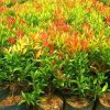 bibit pucuk merah tanaman pucuk merah termurah tanaman hias pucuk merah pucuk merah Jawa Tengah