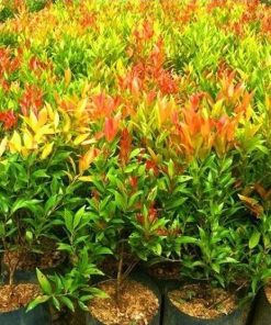 bibit pucuk merah tanaman pucuk merah termurah tanaman hias pucuk merah pucuk merah Jawa Tengah