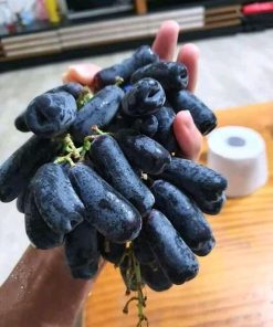 Bibit Anggur import Moondrop Super bayar di tempat Kalimantan Selatan
