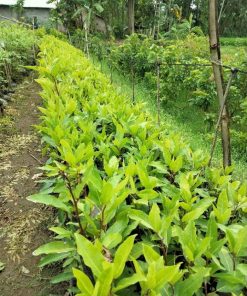 bibit tanaman loa unggul tanaman rimbun pohon besar alami seger loa mania Kalimantan Selatan
