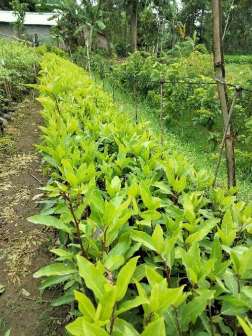 bibit tanaman loa unggul tanaman rimbun pohon besar alami seger loa mania Sulawesi Selatan