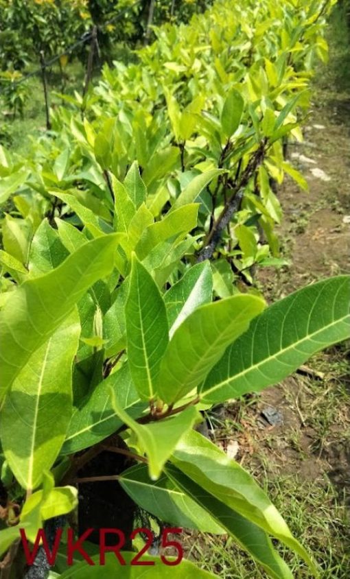 bibit tanaman loa unggul tanaman rimbun pohon besar alami seger loa mania Sulawesi Utara