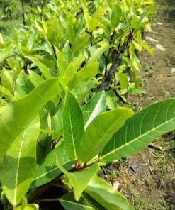 bibit tanaman loa unggul tanaman rimbun pohon besar alami seger loa mania Ternate