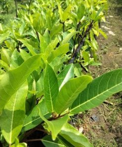 bibit tanaman loa unggul tanaman rimbun pohon besar alami seger loa mania Kalimantan Utara