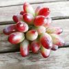 Bibit anggur import jenis beauty super unggul Pontianak