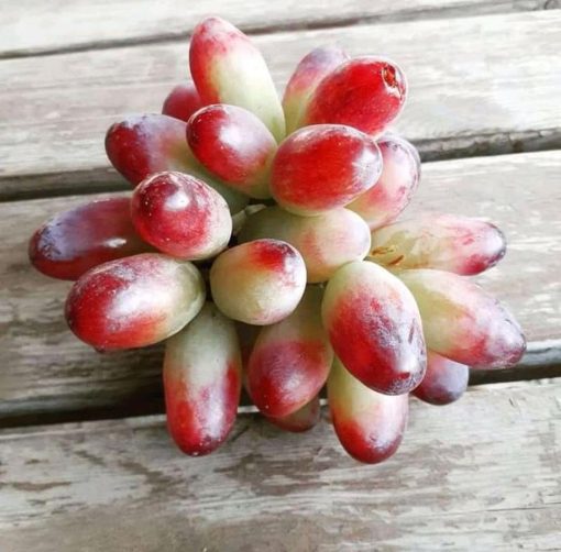 Bibit anggur import jenis beauty super unggul Riau