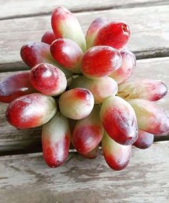 Bibit anggur import jenis beauty super unggul Sulawesi Tenggara