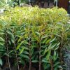 bibit durian musangking termurah Papua