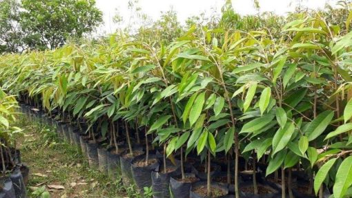 bibit durian musangking termurah Kalimantan Selatan