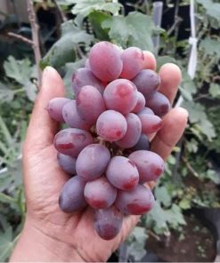 Bibit Anggur import Ninel Maluku