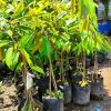 bibit durian montong kaki 3 Yogyakarta