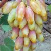 BIBIT ANGGUR IMPORT JENIS HELLOWEN SIAP BERBUAH Sumatra Barat