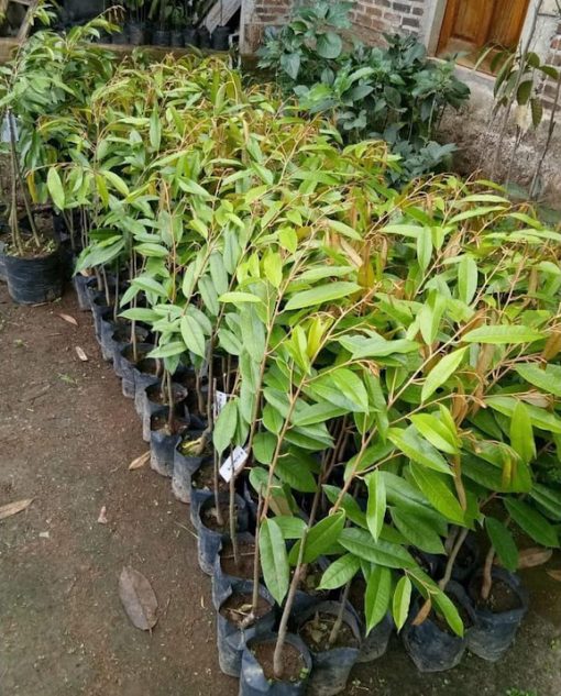 BIBIT DURIAN MERAH ORIGINAL Cilegon