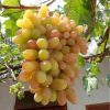 Bibit Anggur Import Transfiguration trans Medan