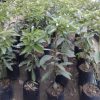 bibit alpukat aligator jumbo 1 meter alpukat aligator bibit buah Maluku Utara