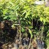 bibit durian duri hitam kaki tiga Nusa Tenggara Timur