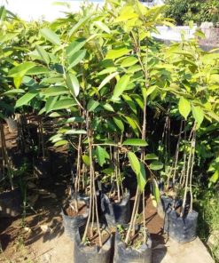 bibit durian duri hitam kaki tiga Nusa Tenggara Timur