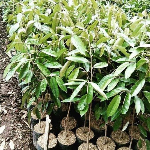 bibit buah durian musang king tinggi 1 meter tambulapot okulasi cepat berbuah Pangkalpinang