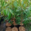 bibit buah durian musang king tinggi 1 meter tambulapot okulasi cepat berbuah Bau-Bau