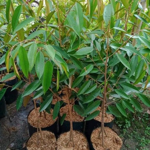 bibit buah durian musang king tinggi 1 meter tambulapot okulasi cepat berbuah Bau-Bau