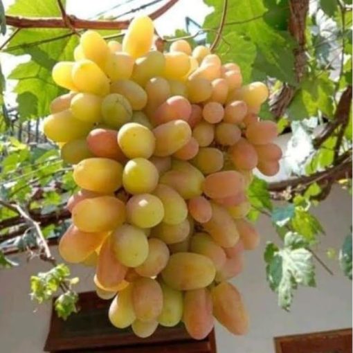 Bibit Anggur Import Transfiguration Garansi Valid 100 Pematangsiantar