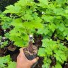 Bibit Anggur Import Transfiguration Garansi Valid 100 Tangerang Selatan