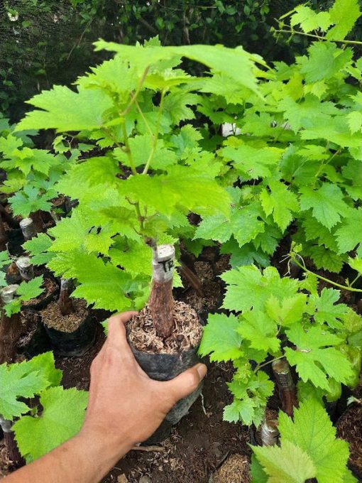 Bibit Anggur Import Transfiguration Garansi Valid 100 Jawa Tengah