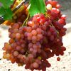 Bibit anggur import veles hasil grafting Banjar