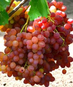 Bibit anggur import veles hasil grafting Banjar