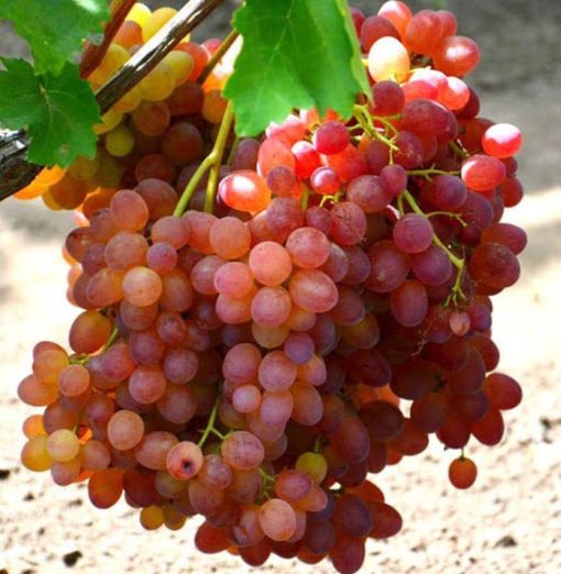 Bibit anggur import veles hasil grafting Banjar