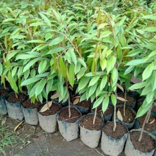 bibit buah durian duri hitam atau ochee okulasi cepat berbuah Jawa Barat