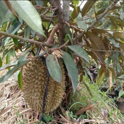 BIBIT DURIAN MUSANGKING BISA BERBUAH DALAM POT Kalimantan Barat