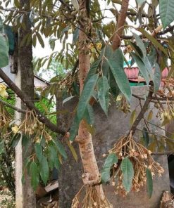 bibit durian musangking bisa berbuah dalam pot Maluku Utara