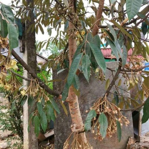 bibit durian musangking bisa berbuah dalam pot Maluku Utara