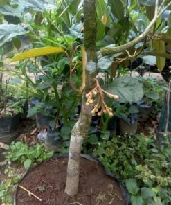bibit durian musangking bisa berbuah dalam pot Sawahlunto