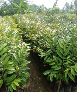 Bibit tanaman durian musangking hasil okulasi mudah berbuah Jawa Timur