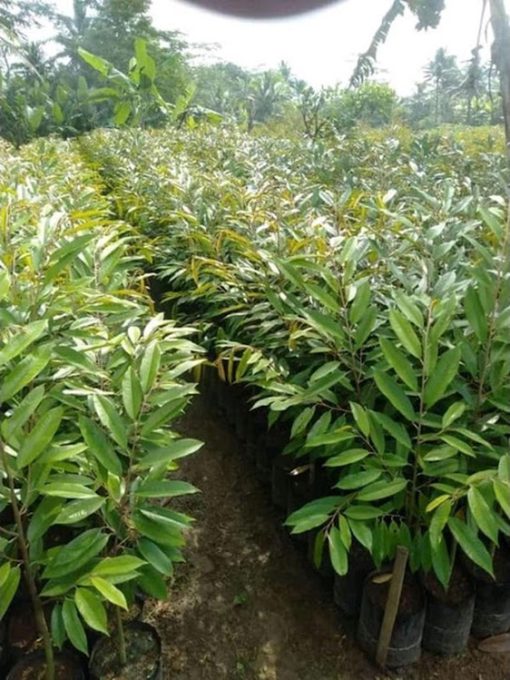 Bibit tanaman durian musangking hasil okulasi mudah berbuah Jawa Timur